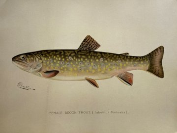 click for detailed image Denton Female Brook Trout.jpg